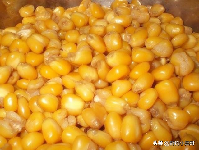 鲤鱼吃蚯蚓吗（分享野钓鲤鱼的3款好饵料）