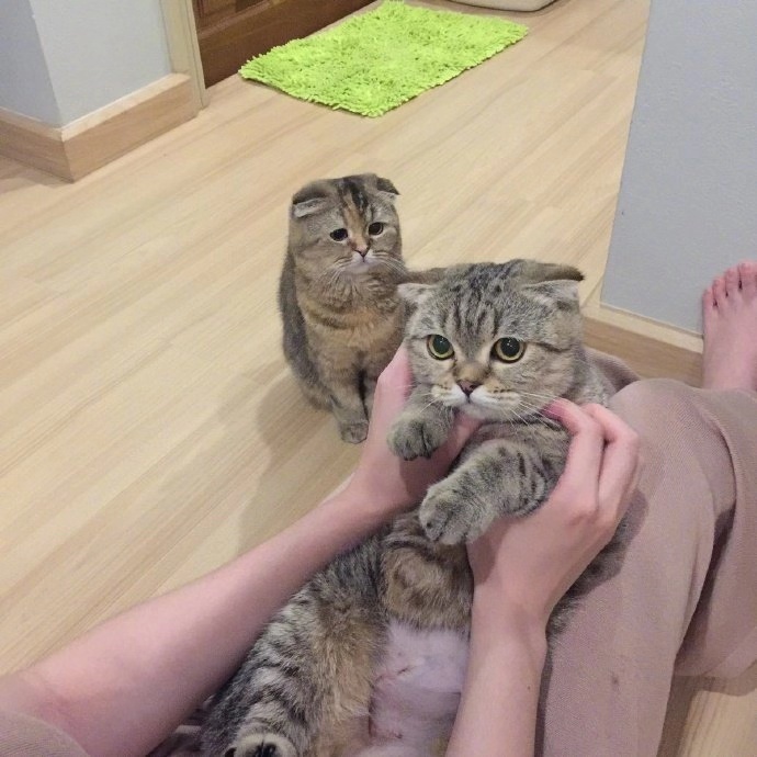 辟谣：猫会嫉妒新成员？归根究底，其实都是因为猫的资源竞争