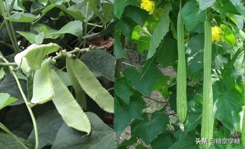 可还记得那年高考“丝瓜藤与肉豆须”给你留下的梗吗？