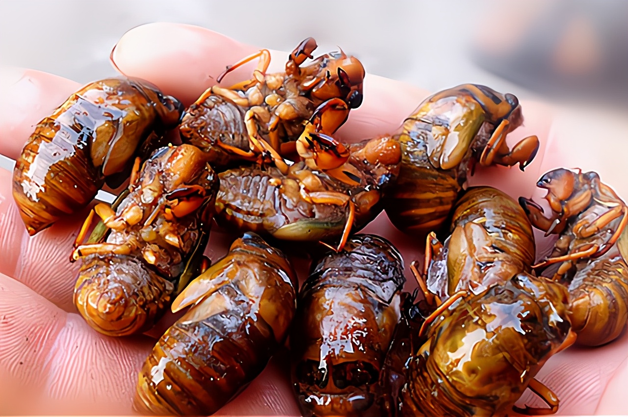 知了猴不能吃知了猴不能吃了全面禁食野生动物