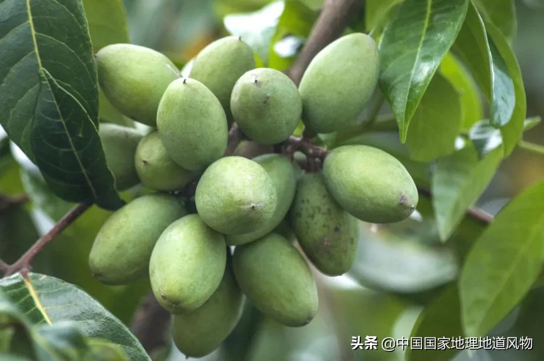 潮汕人最爱的奇葩水果，不是油柑？