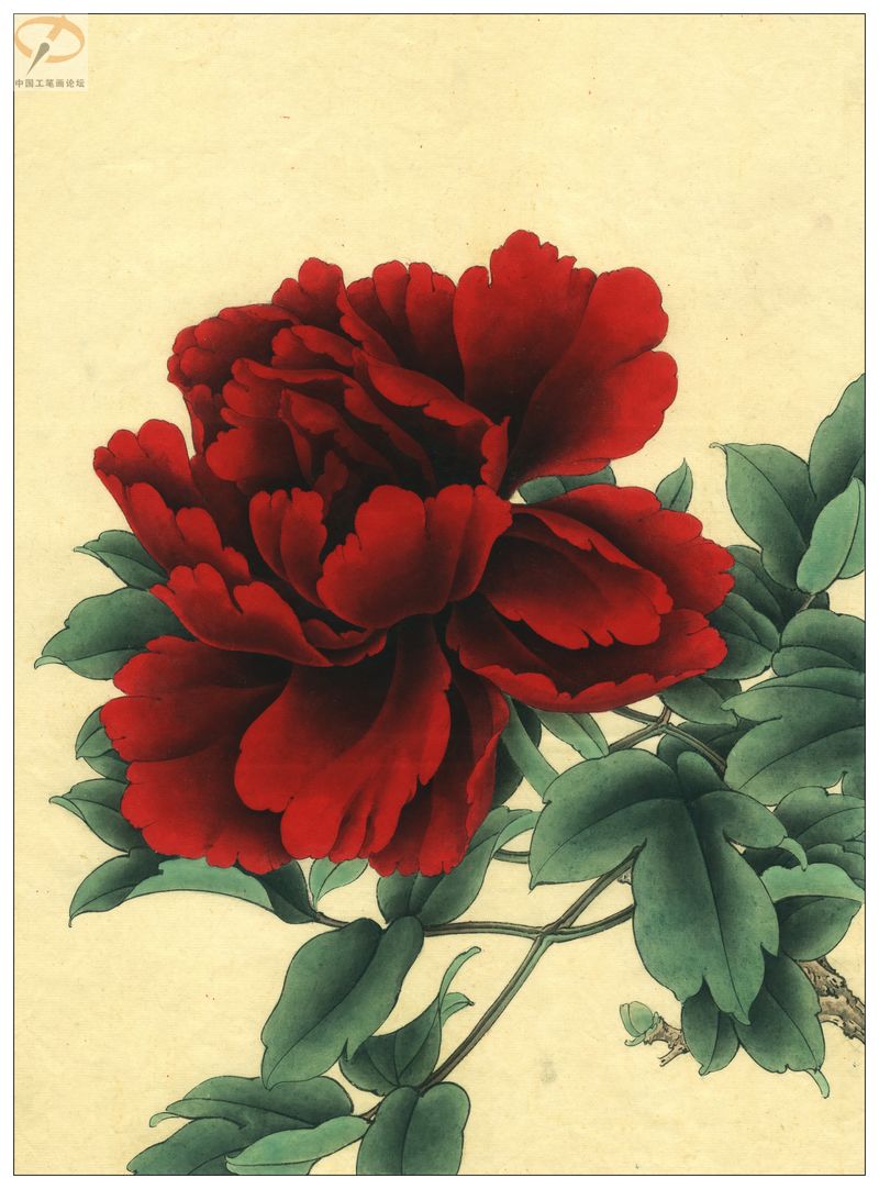 李晓明《牡丹》工笔画(着色绘制步骤图)第三辑