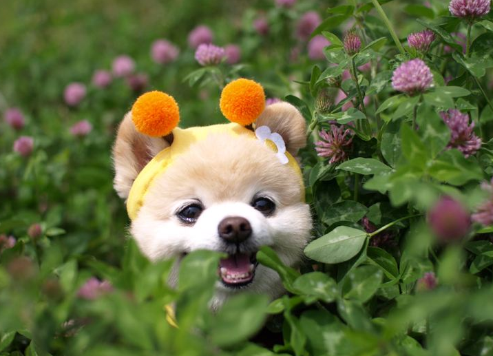 “俊介”博美犬怎么样?