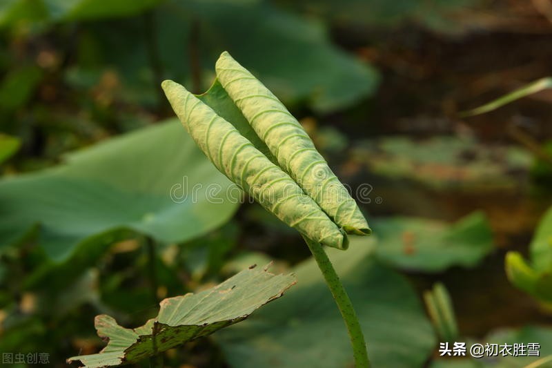 荷叶美诗六首赏读：爱莲尽爱花，而我独爱叶