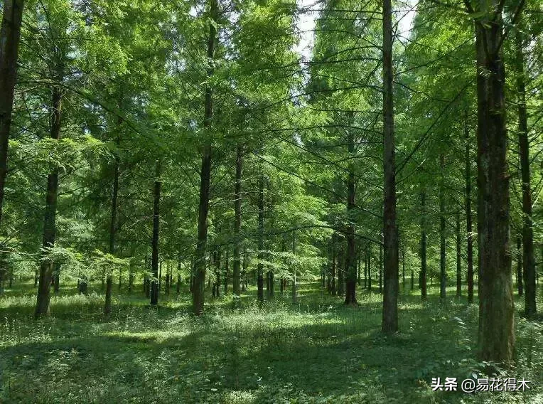 国家一级保护濒危珍稀植物:水杉