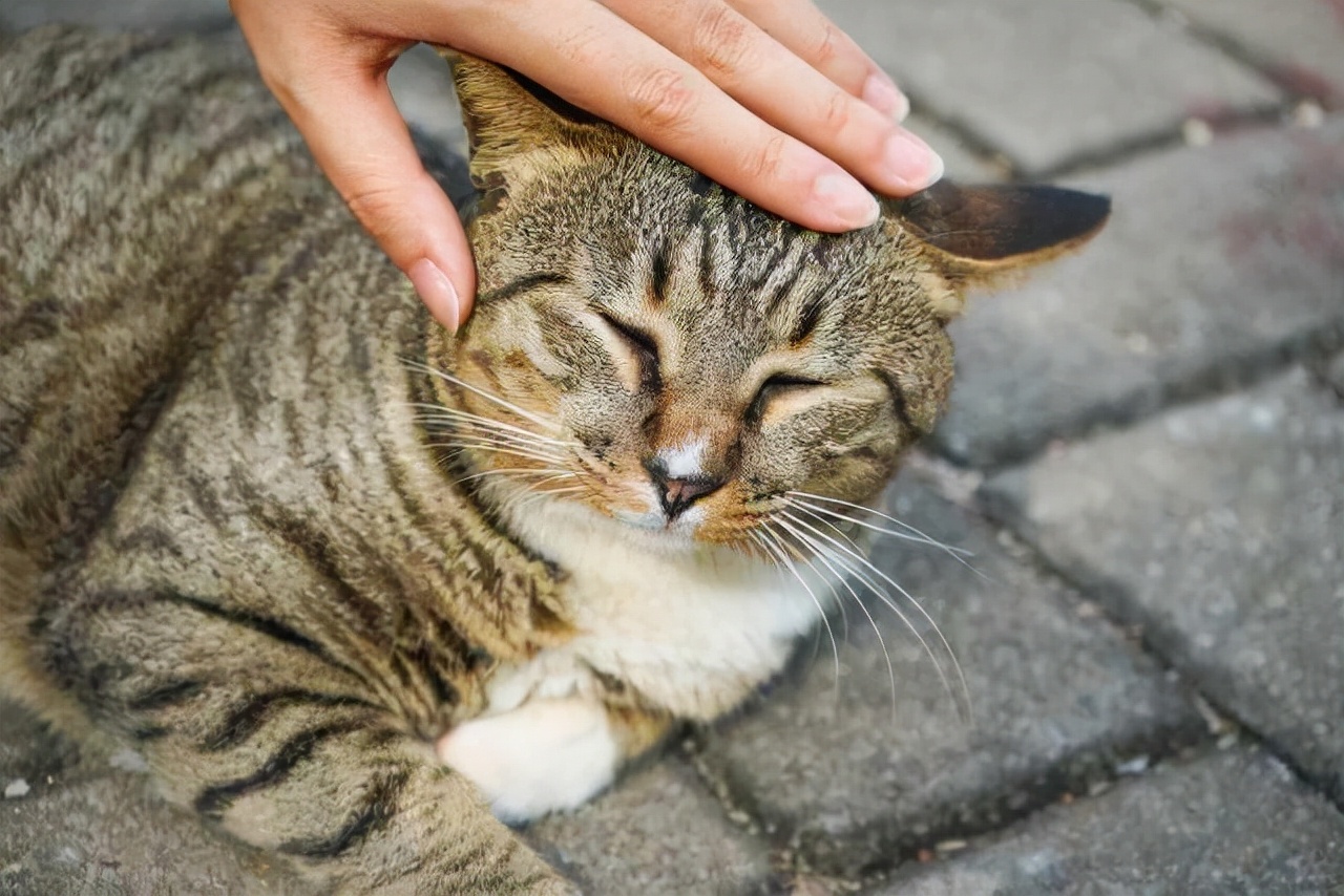 猫咪老是把头伸给你摸是什么原因