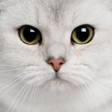 猫咪经常流泪是什么原因引起的?常见的猫咪眼部疾病有哪些?