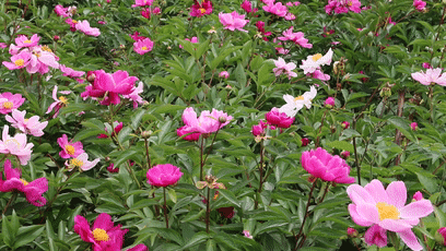 30000亩芍药花开！成都出发1.5h，免费赏花、徒步、游山…绝了