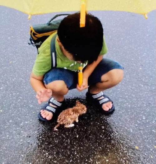 小朋友在雨中救下一隻流浪小貓，十年後對比：撿到寶啦