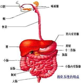 儿童肚子疼有这几种类型，家长要认真分辨