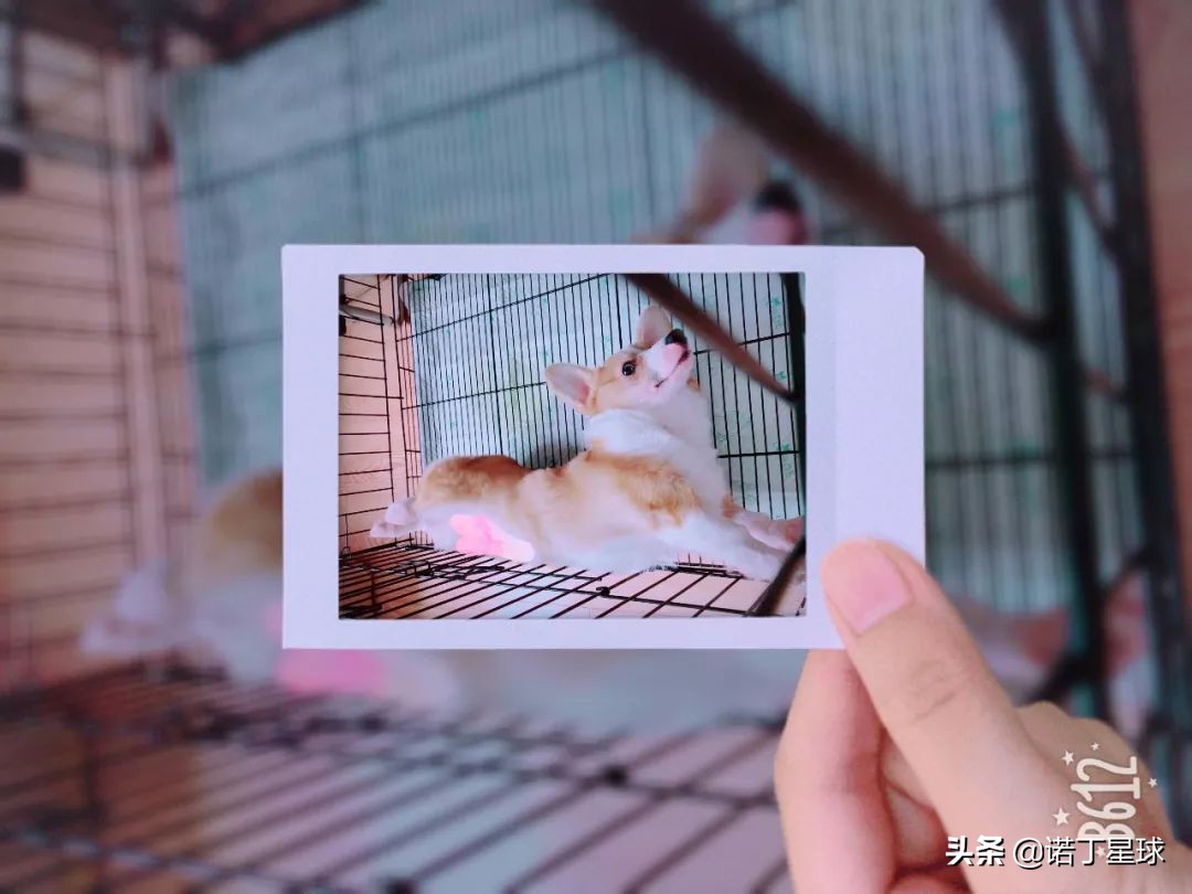 成长日记·安安，是一条狗