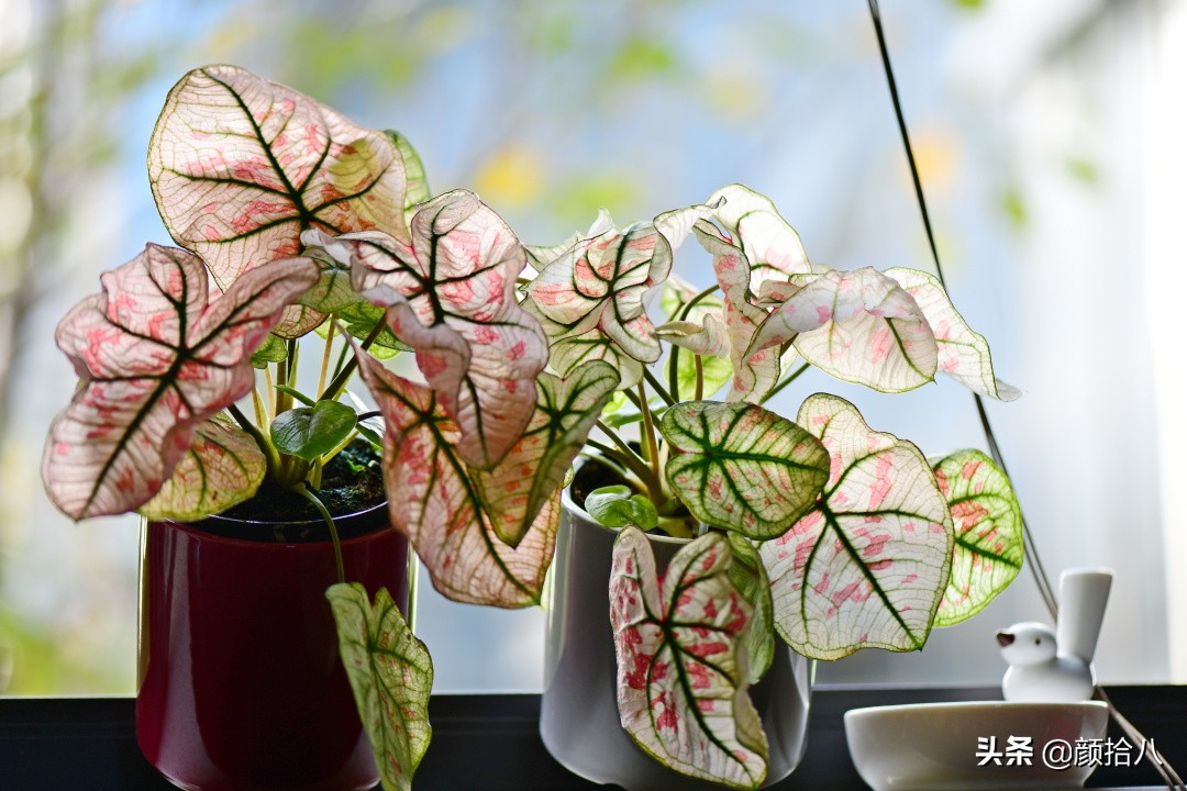 关于彩叶芋的种植,我也是新手,分享一些整理的养护资