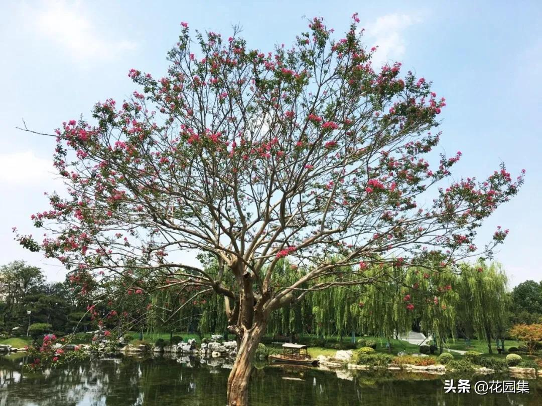 日式庭院该配什么植物？怎么配？看这里