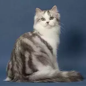 为什么布偶猫价格那么贵?新手铲屎官适合养布偶吗?