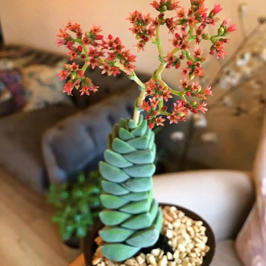 龙神木的养殖方法多肉植物夏季养护攻略