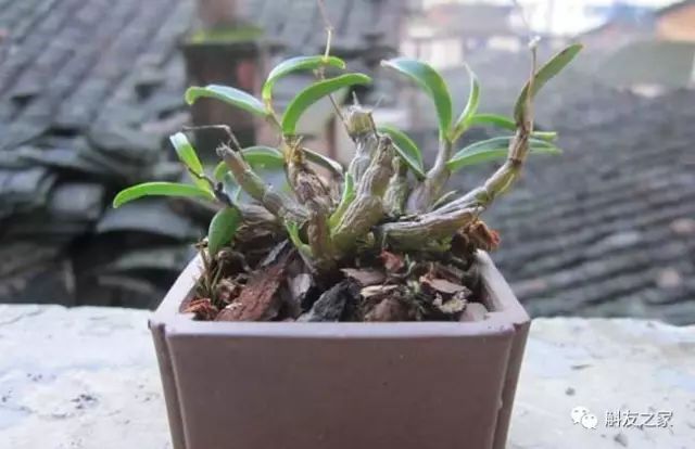 种石斛兰的植料，原来这样配比种一盆活一盆…