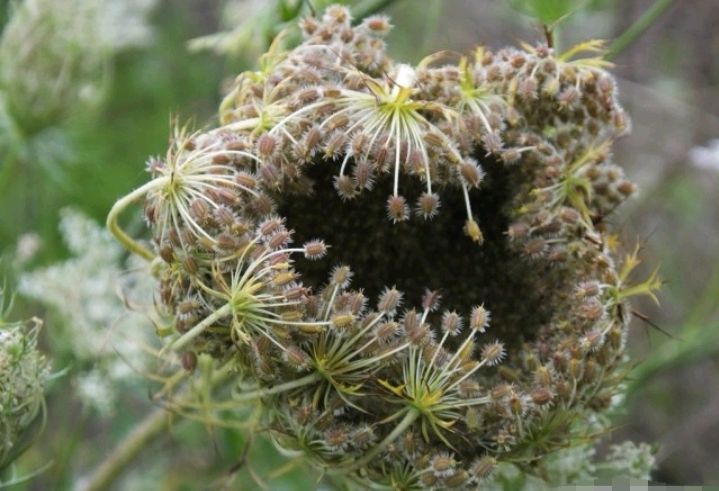 二,野胡萝卜的主要用途第一,它的果实入药,称为鹤虱,是利尿剂和驱虫药