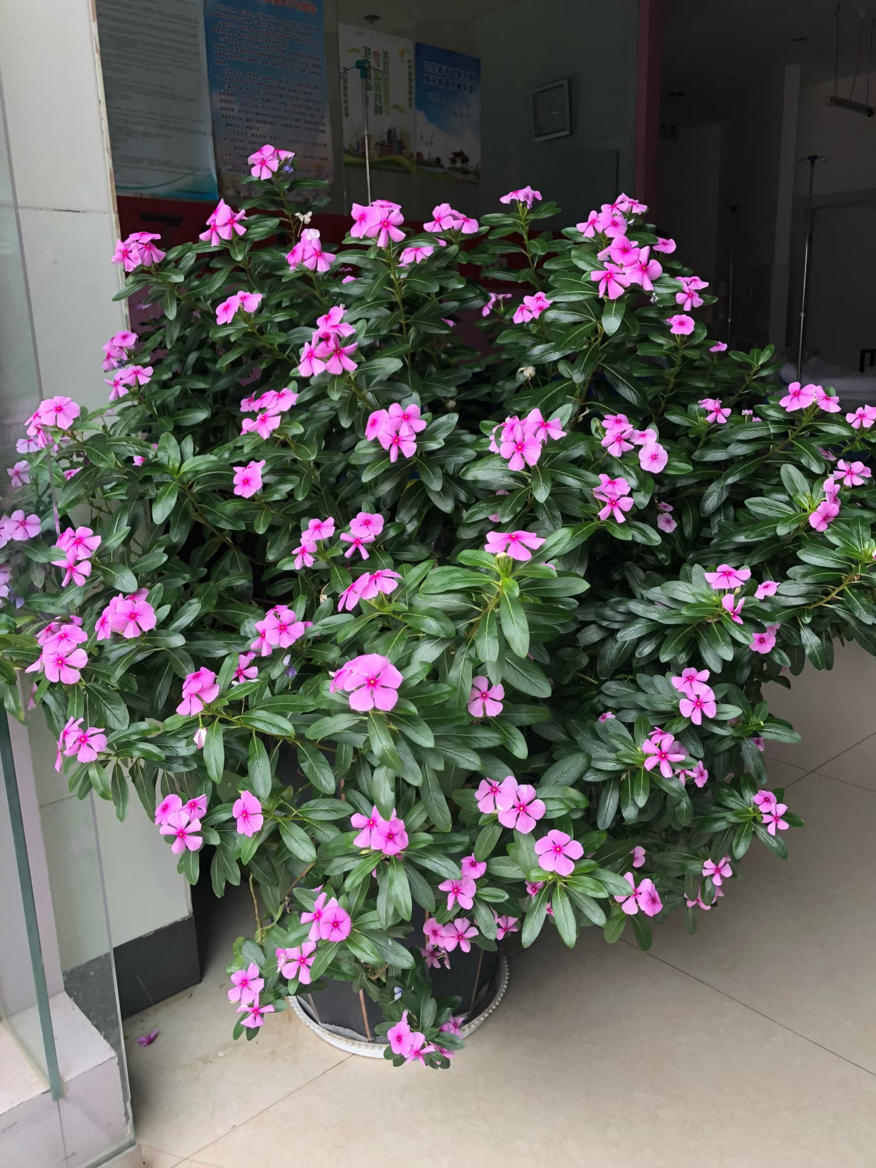 20种“懒人”花草，阳台客厅必备，好养好看，还能净化空气