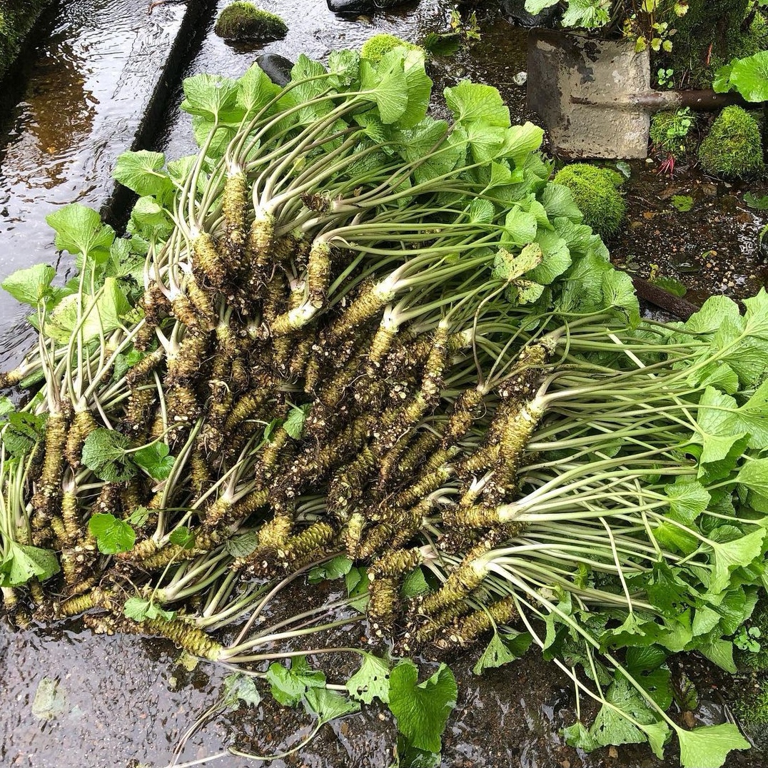 原来山葵,才是全世界"最贵"的农作物