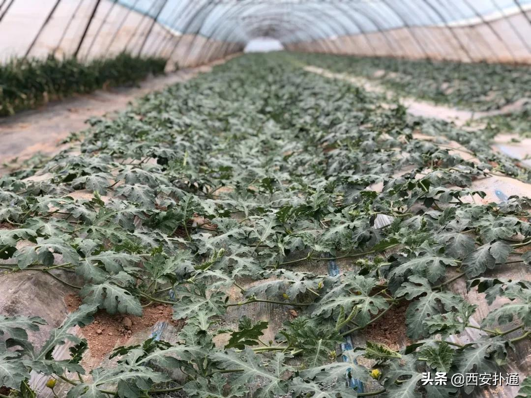 蒲城，我去过最好吃的城市