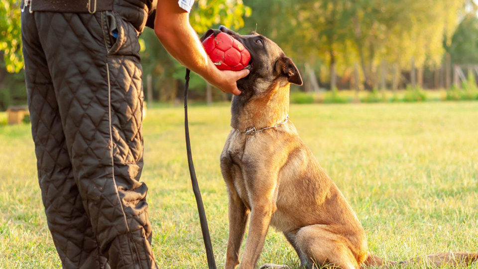 马犬训练方法（经验分享马犬的正确驯养方法教学）