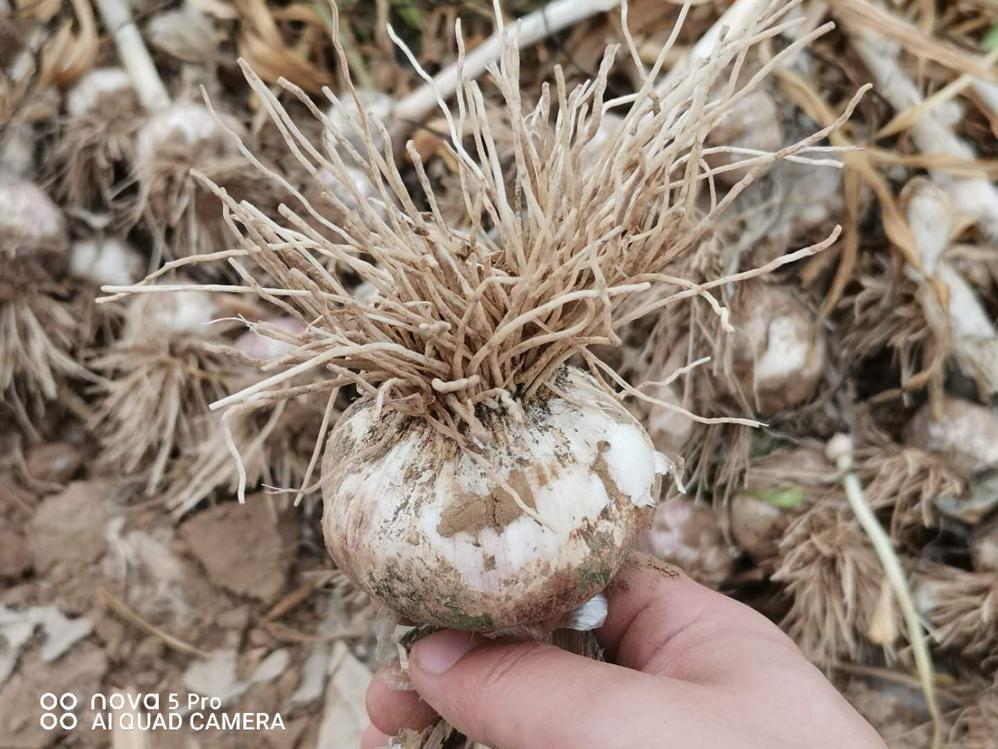 大蒜畝產量,大蒜畝產量一般是多少