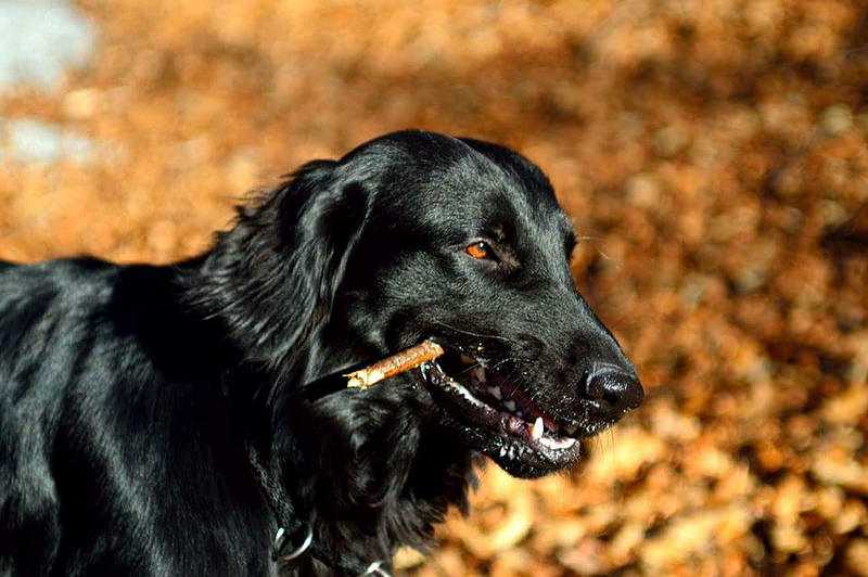 世界犬种智商排名榜前 30 名的聪明狗狗