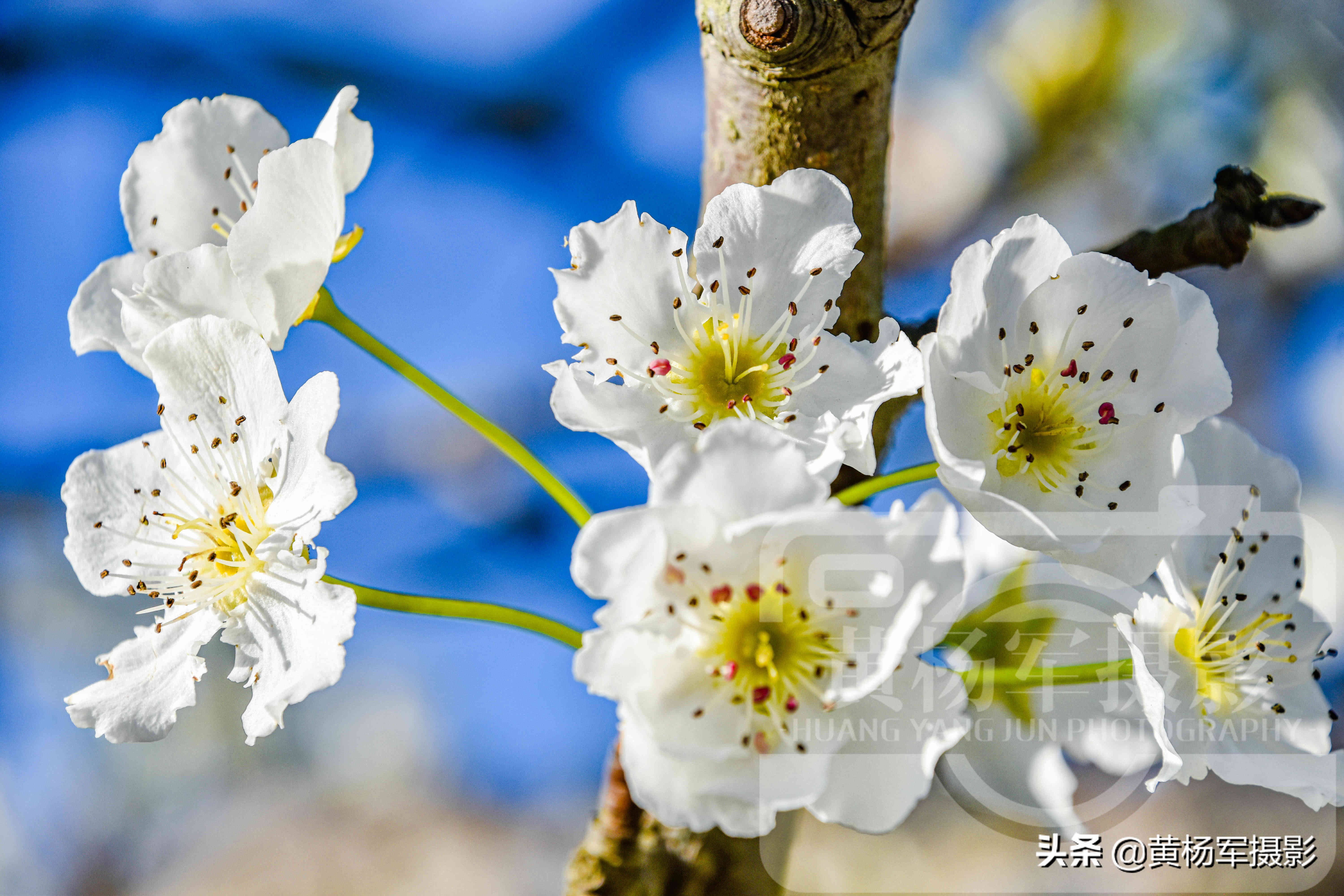 梨花长什么样子（春日蓝天下美丽盛开的梨花）