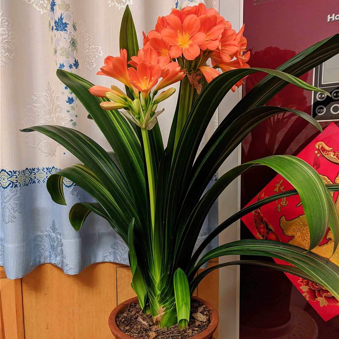 过年养什么花喜庆（什么花代表好运气）