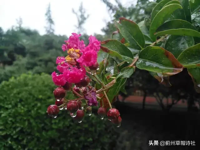 张少仲笔下花韵：绽放生命的礼赞与哲思