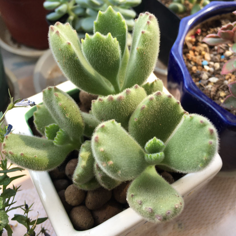 花香味浓的植物，有的人觉得香，有的人觉得臭
