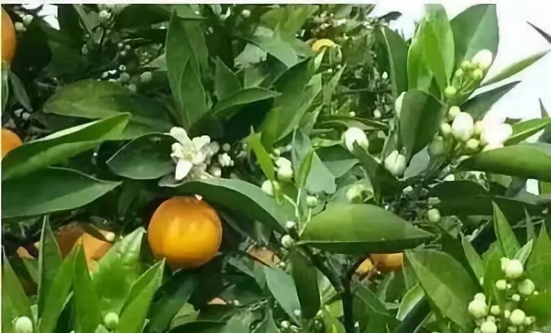 小树的花千万不能开 柑橘幼树开花 有经验的都这么做 促进柑橘成花的方法柑橘小树开花解决方法 天天看点