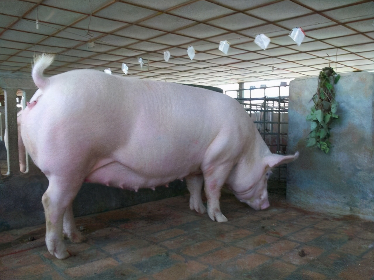 怀孕母猪的饲养与管理,母猪怀孕后怎么喂养?注意这四个步骤