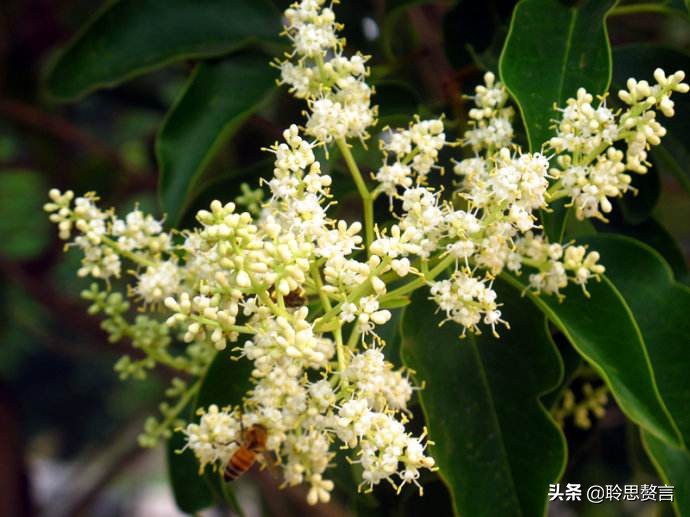 女贞诗词精选八首 女贞花白草迷离，江南梅雨时