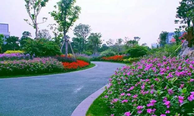 深圳10个免费特色花海公园，人少景美地铁直达，知道的人不多