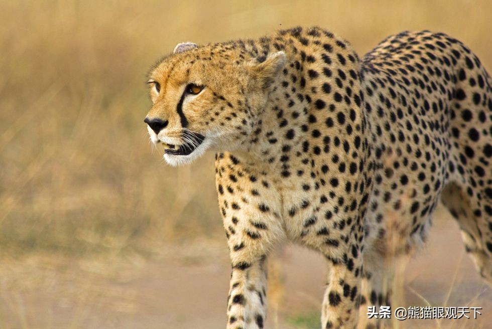 陆地速度之王：关于猎豹的10大冷知识