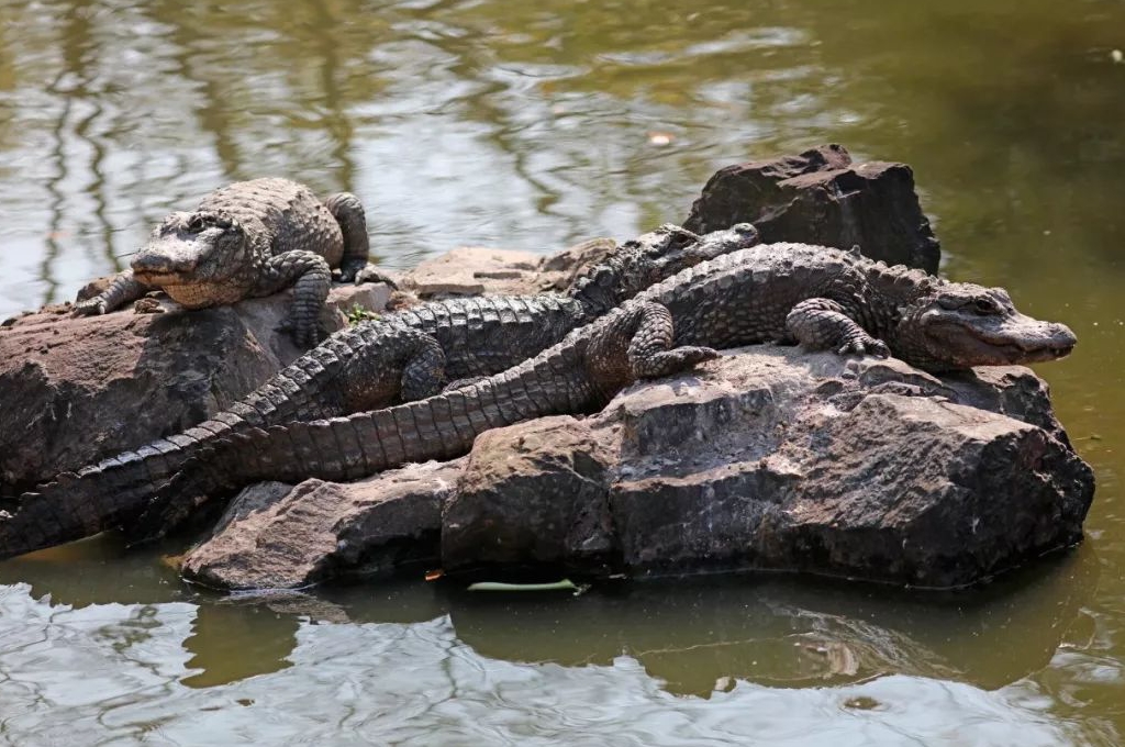 野生扬子鳄图片