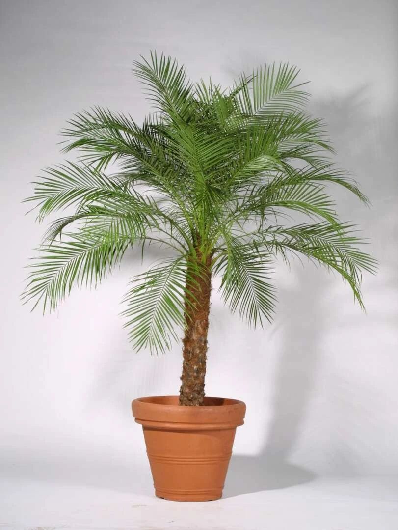 美丽针葵的养殖方法(7种可以吸附室内灰尘的植物)