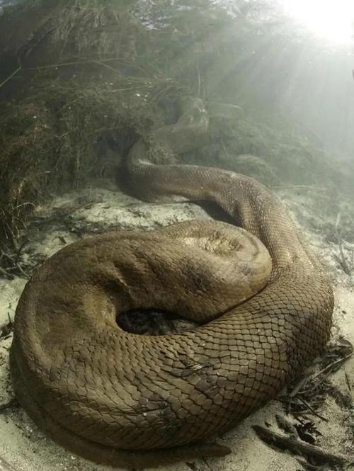 1936年江苏射阳大蛇事件解密：世上真的存在大蛇吗？？