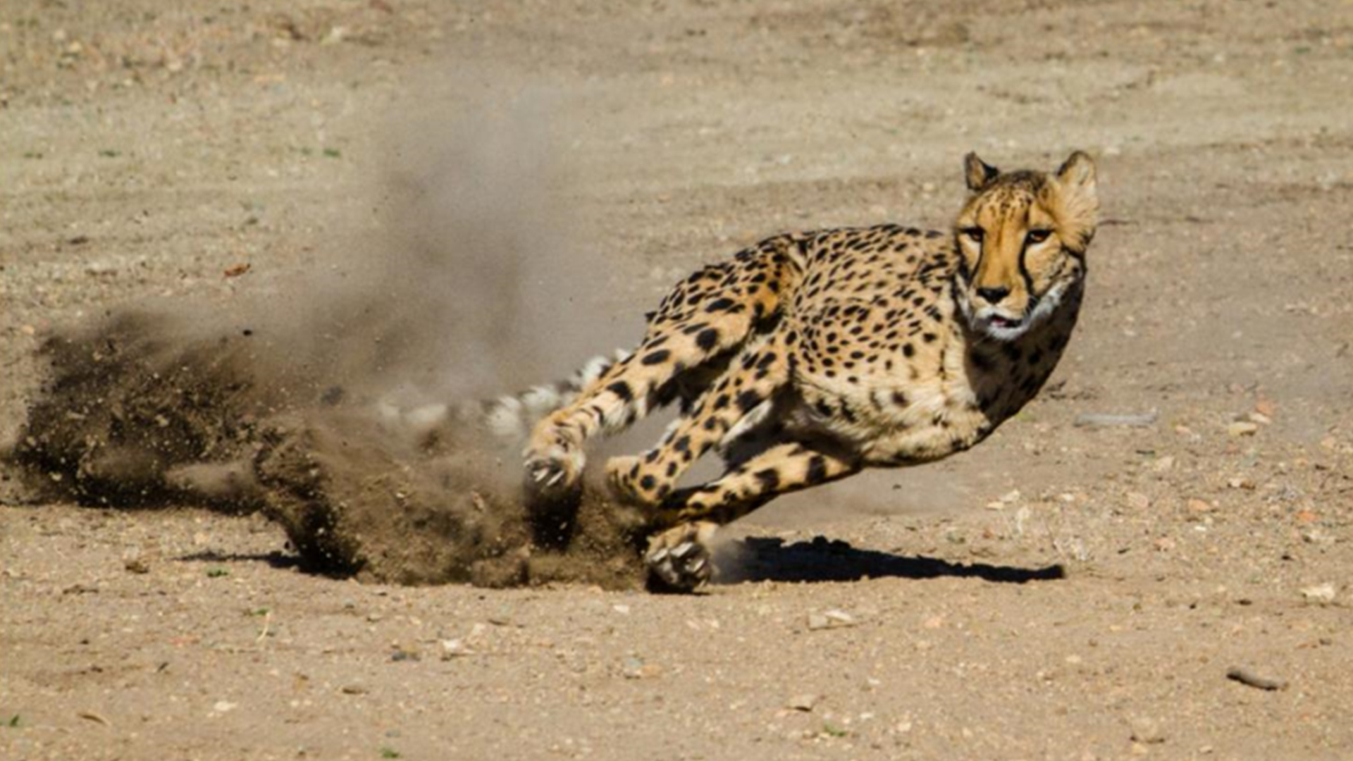 有一次,一组科学家做了一个实验来计算一只猎豹的速度,它们把一块肉绑