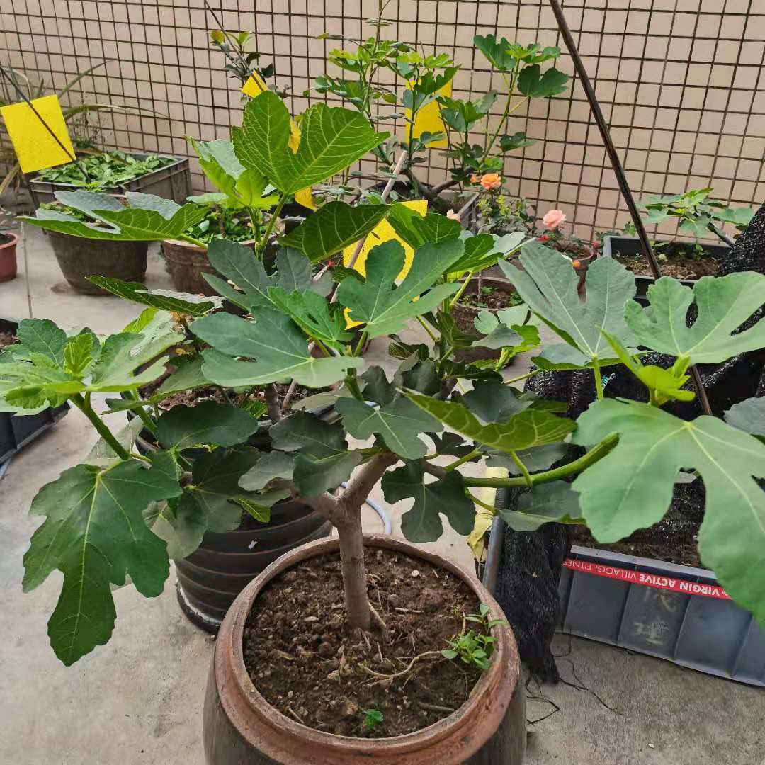 無花果的栽培技術,無花果的栽培技術和植物管理