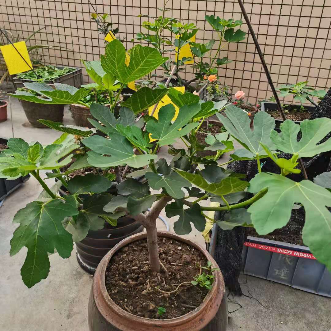 无花果的栽培技术,无花果的栽培技术和植物管理