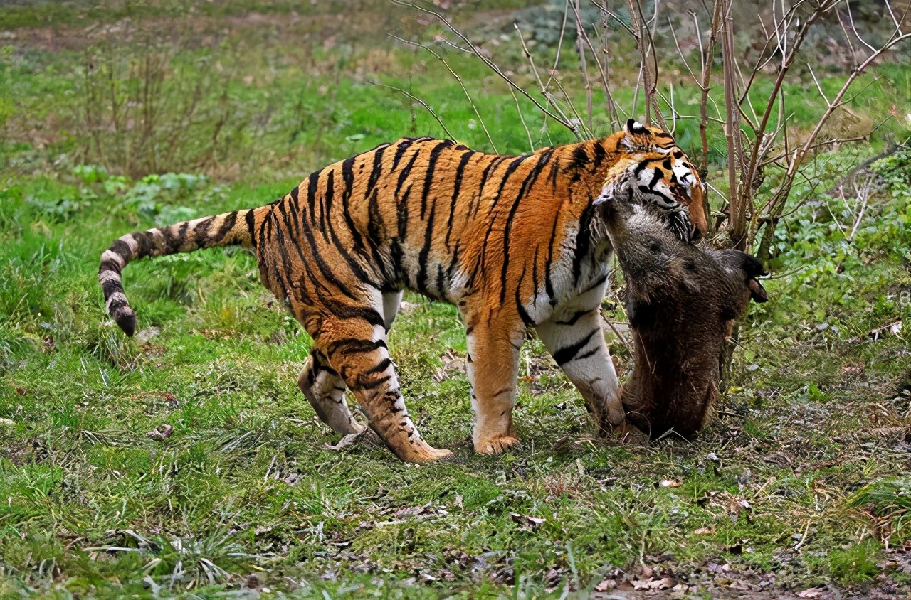 豺狼虎豹打一动物图片