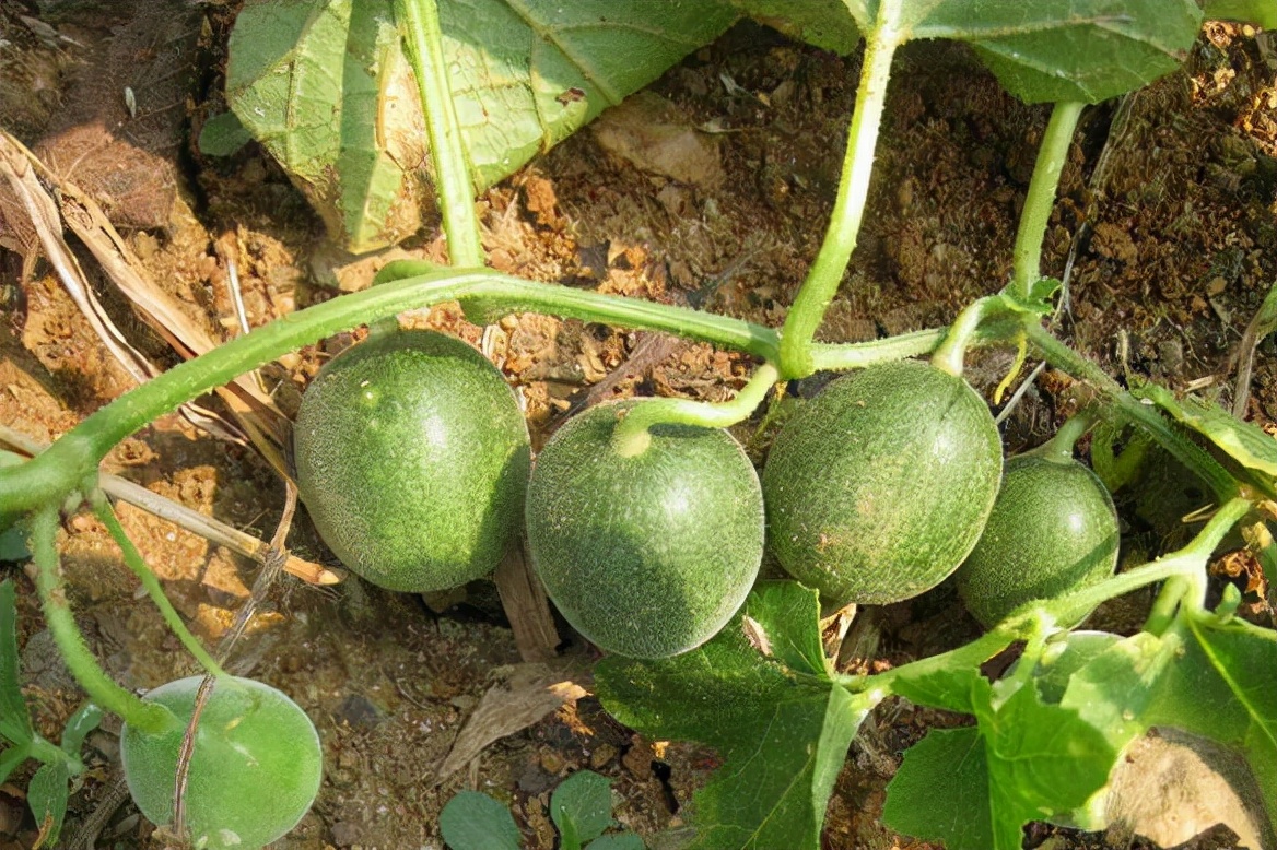 国内葫芦科蔬果全介绍