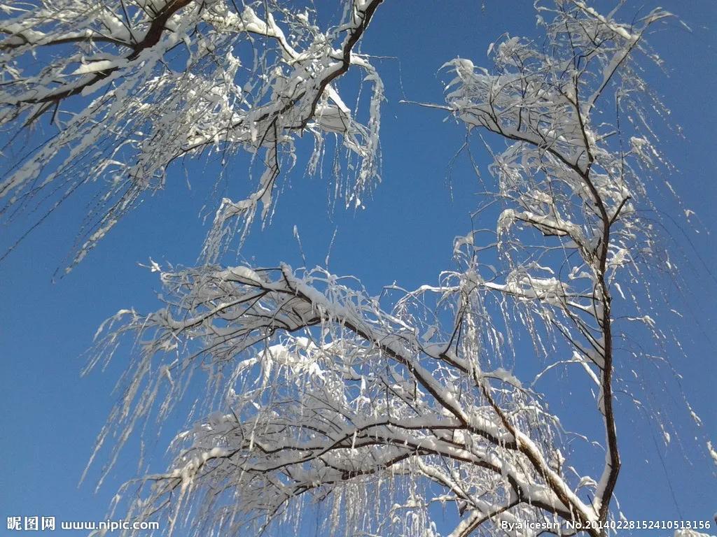 「原创」北风吹，雪花飘