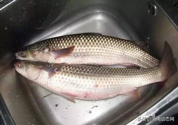 海魚圖片大全,海魚圖片大全及名稱