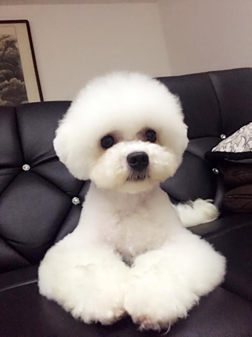 什么样的比熊犬是正宗的