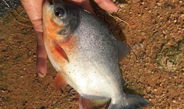 红鲳鱼为什么叫垃圾鱼（入侵我国南方最成功的五种鱼）