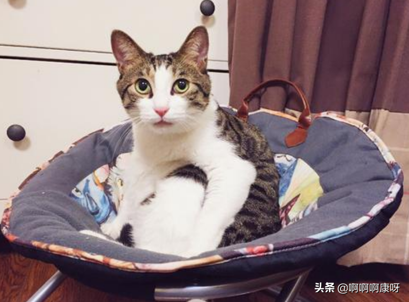 怎么判断感染猫藓，猫藓又是什么，猫藓患者教你预防治疗的好办法