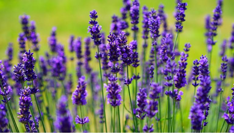 薰衣草中遇浪漫，馥郁香气等爱情
